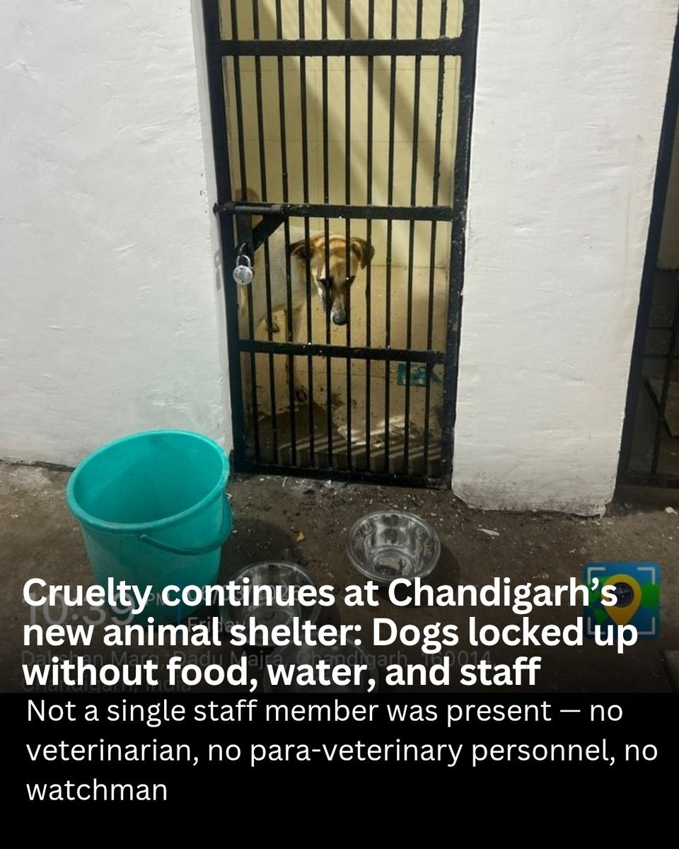 It is tragic that a fellow resident of the Chandigarh–Mohali–Panchkula has been jailed without food, water, or care simply for being born in Tricity. Meanwhile, owners of imported breeds of Tricity remain mute as this Indian breed is denied freedom — Shame.
Cruelty via