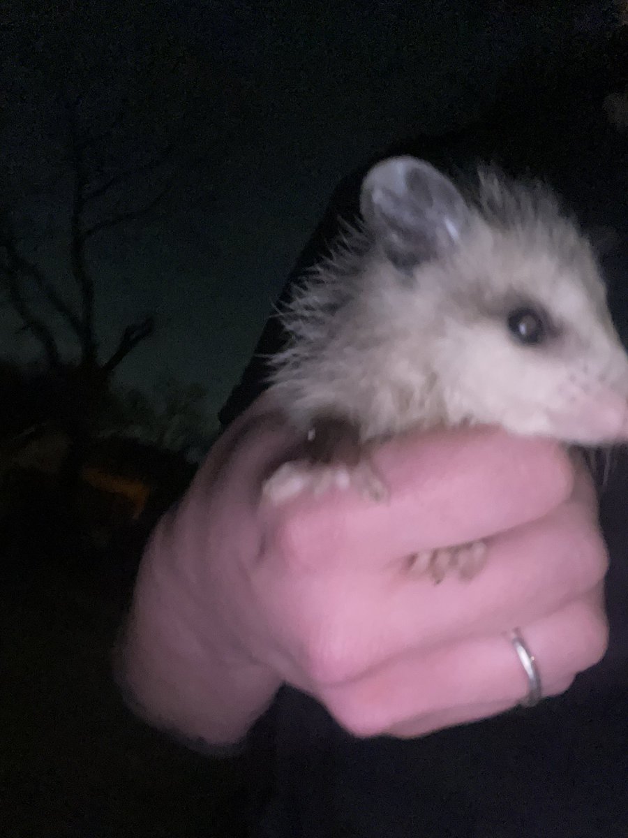 Lauren Belmore tweet media