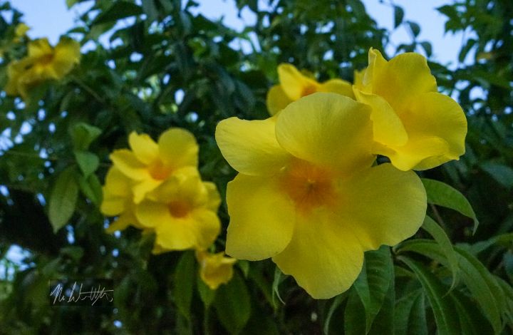 MamaWatson1213's tweet photo. Art of the Day! "Breezy Golden Trumpet". Buy at: https://t.co/JnSGFBMoCP https://t.co/IIZd0rysBm