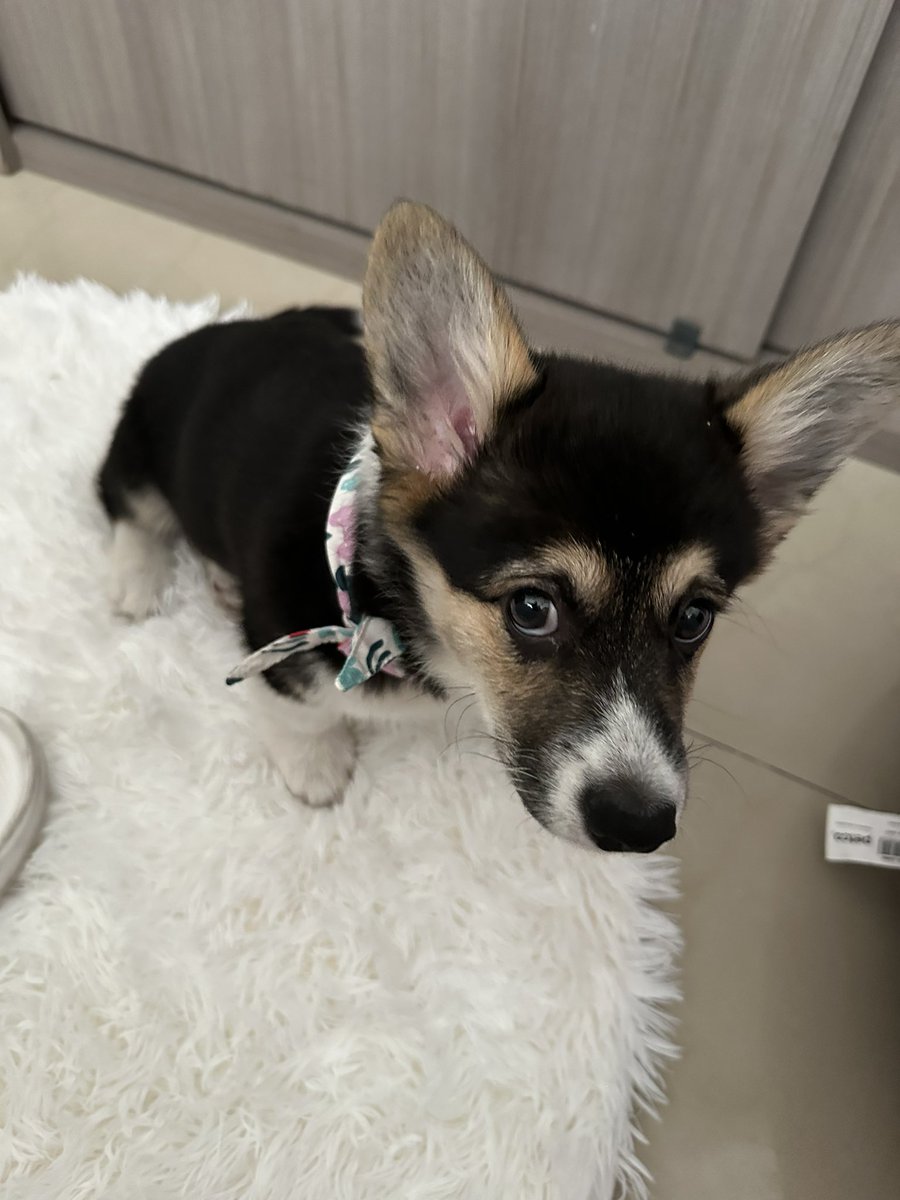 Jazmin Bonilla tweet media