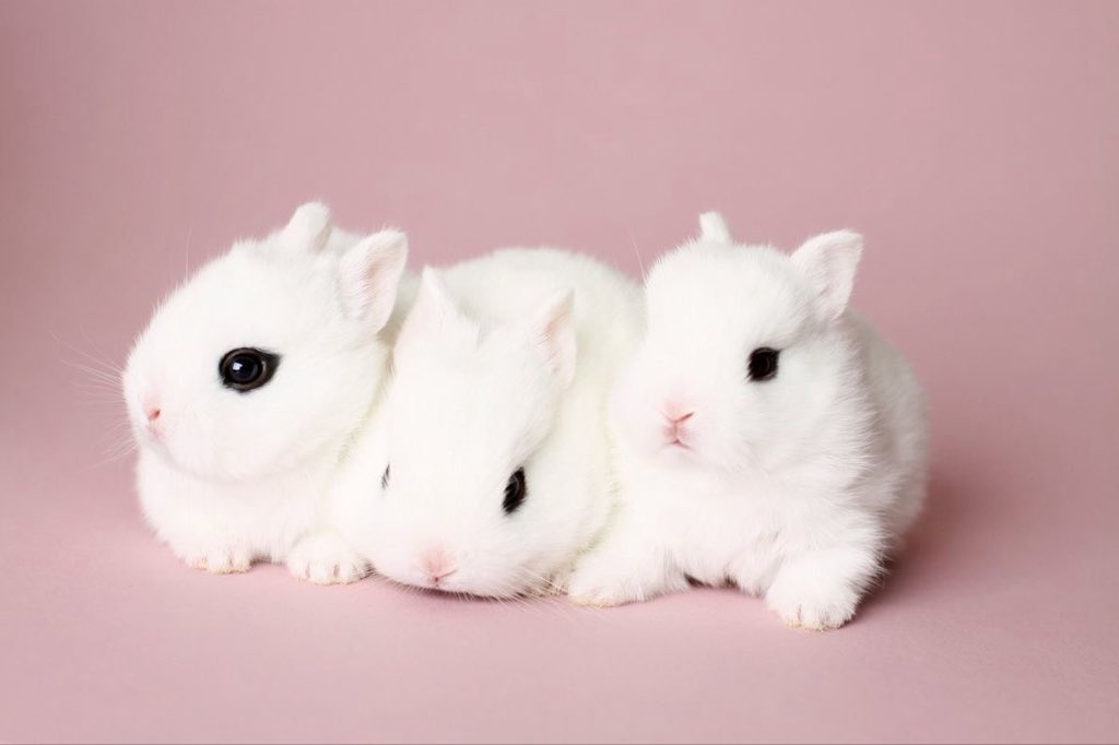 نيني tweet media