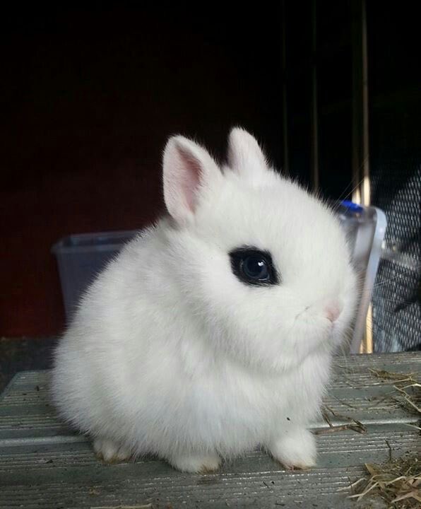 نيني tweet media