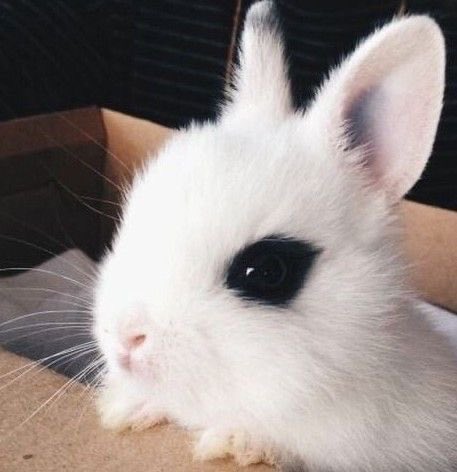 نيني tweet media