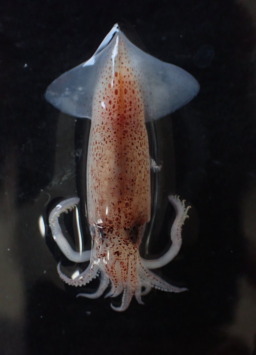 ミズウオ解体プロジェクト tweet media