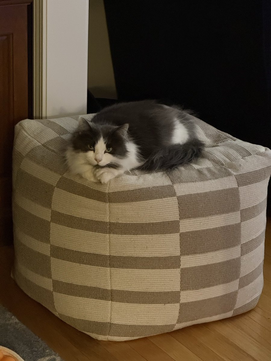 ACmaxheat's tweet photo. @feebeechanchibi Dusty and Dottie (rescued sisters), they have extra toes https://t.co/zwyG07IOvd