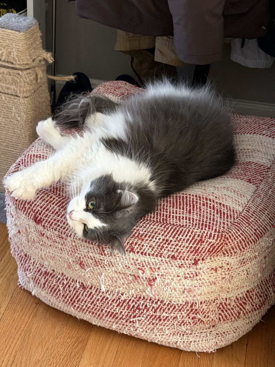 ACmaxheat's tweet photo. @feebeechanchibi Dusty and Dottie (rescued sisters), they have extra toes https://t.co/zwyG07IOvd