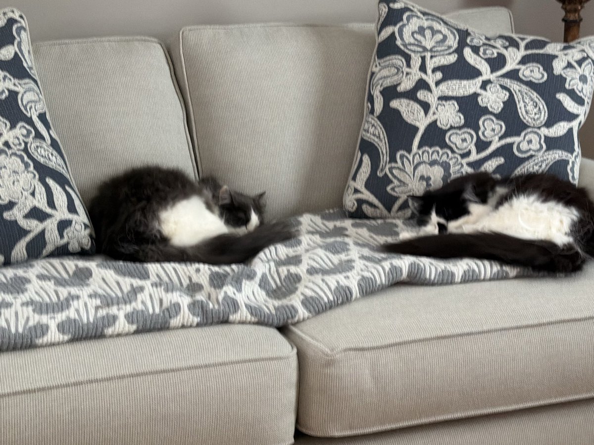 ACmaxheat's tweet photo. @feebeechanchibi Dusty and Dottie (rescued sisters), they have extra toes https://t.co/zwyG07IOvd