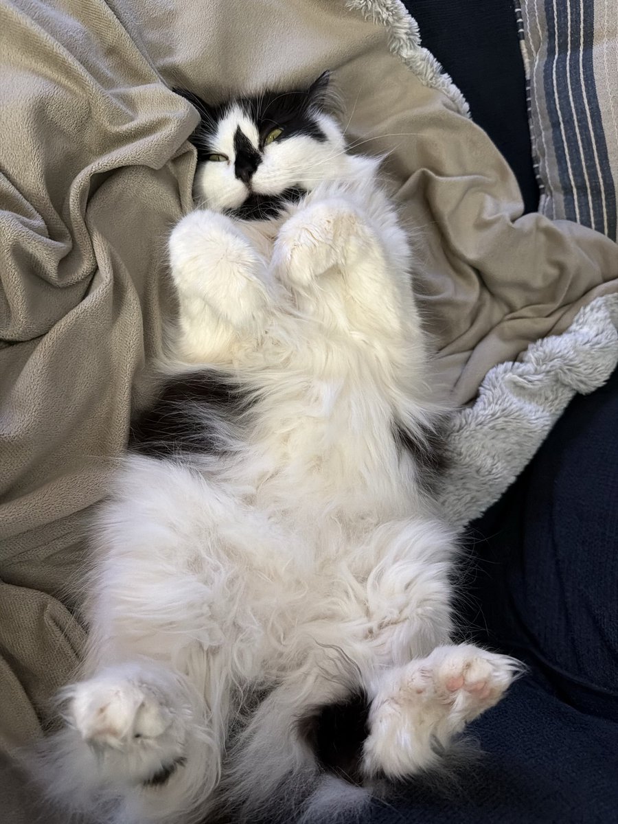 ACmaxheat's tweet photo. @feebeechanchibi Dusty and Dottie (rescued sisters), they have extra toes https://t.co/zwyG07IOvd