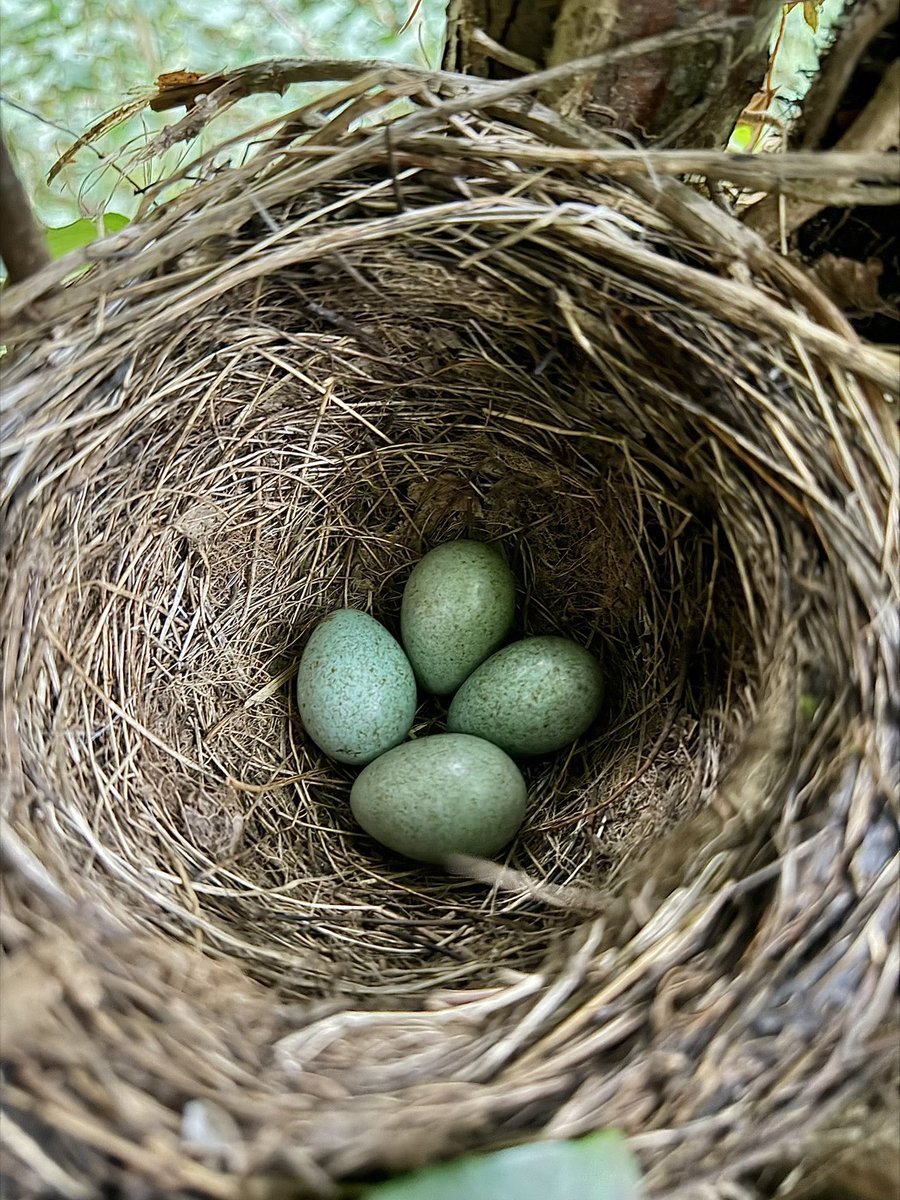 Stivi Musievski tweet media