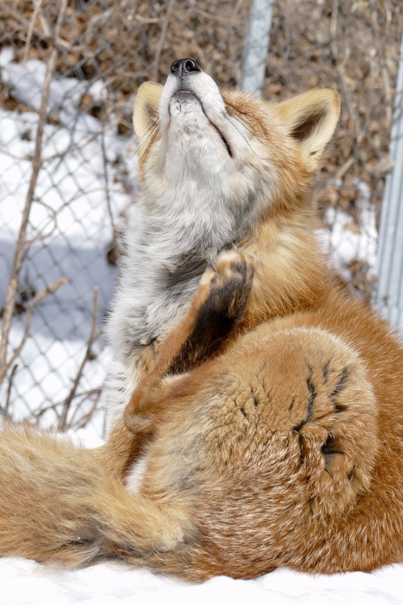 レムルゥ tweet media