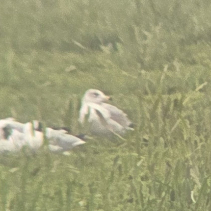 ED Birding tweet media