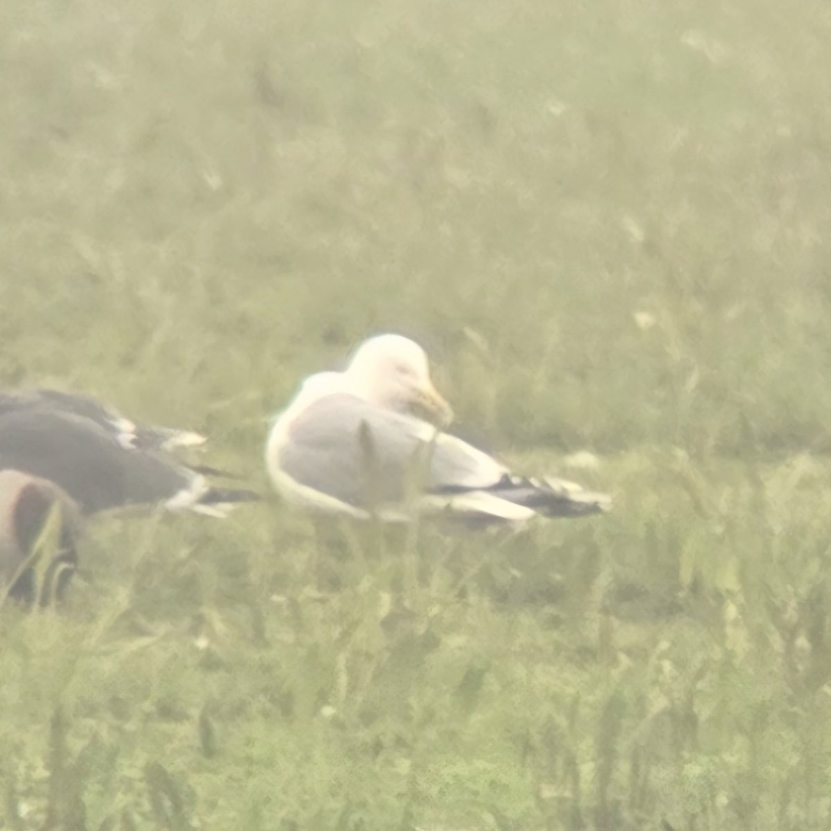 ED Birding tweet media