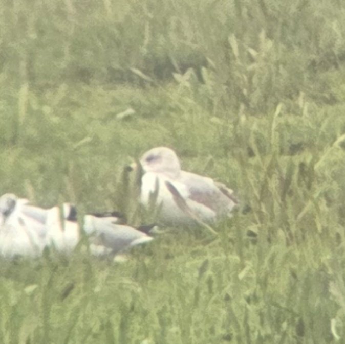 ED Birding tweet media