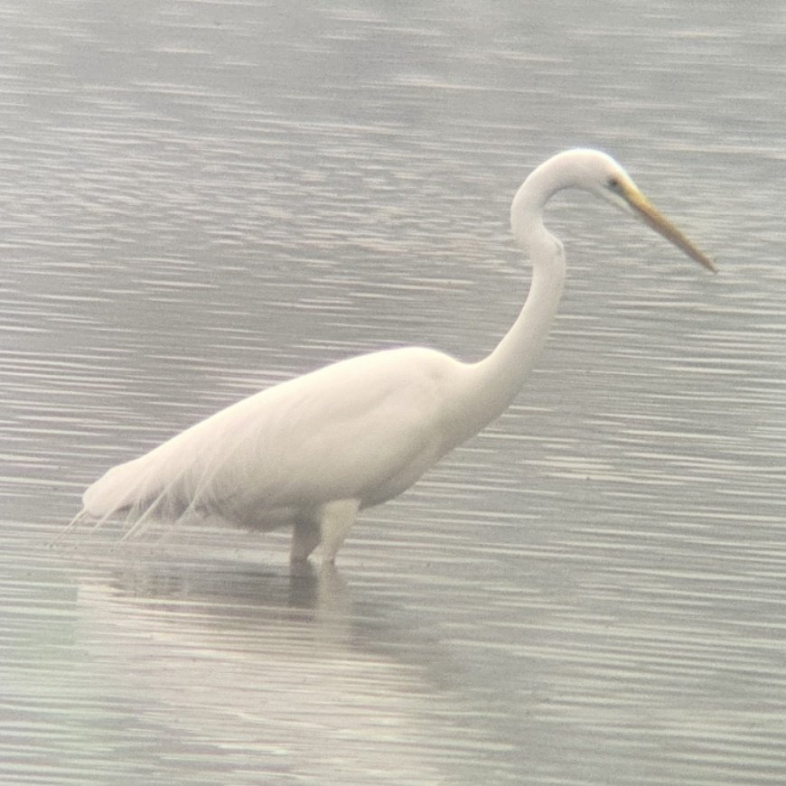 ED Birding tweet media