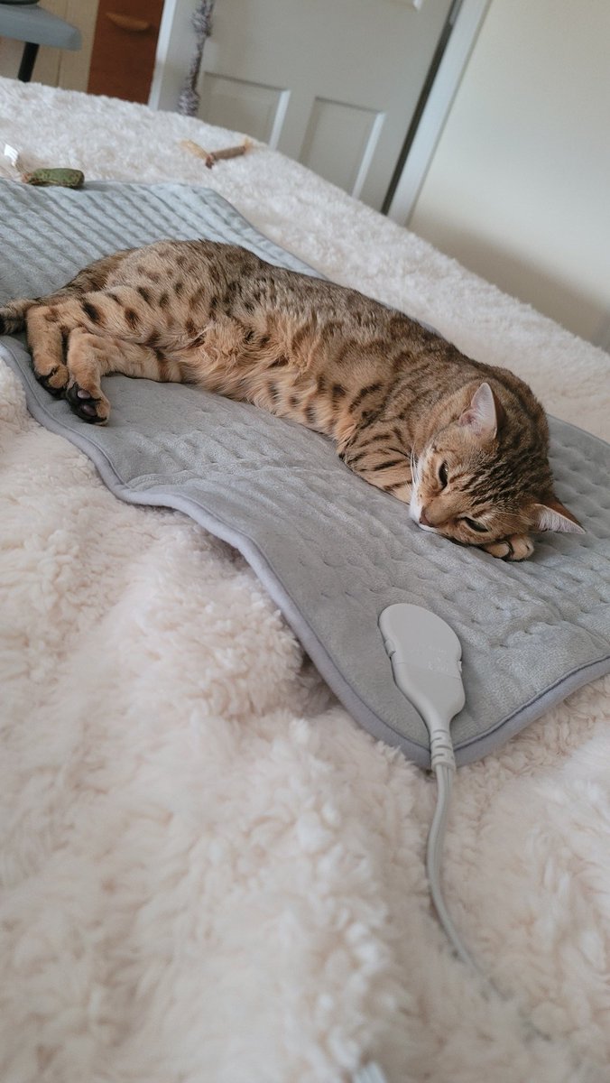 Just being lazy, pad napping on this #catboxsunday ❤️😹❤️

#CatsOfX #cat #CatsOfTwitter #bengalcat #meowpositive2026
