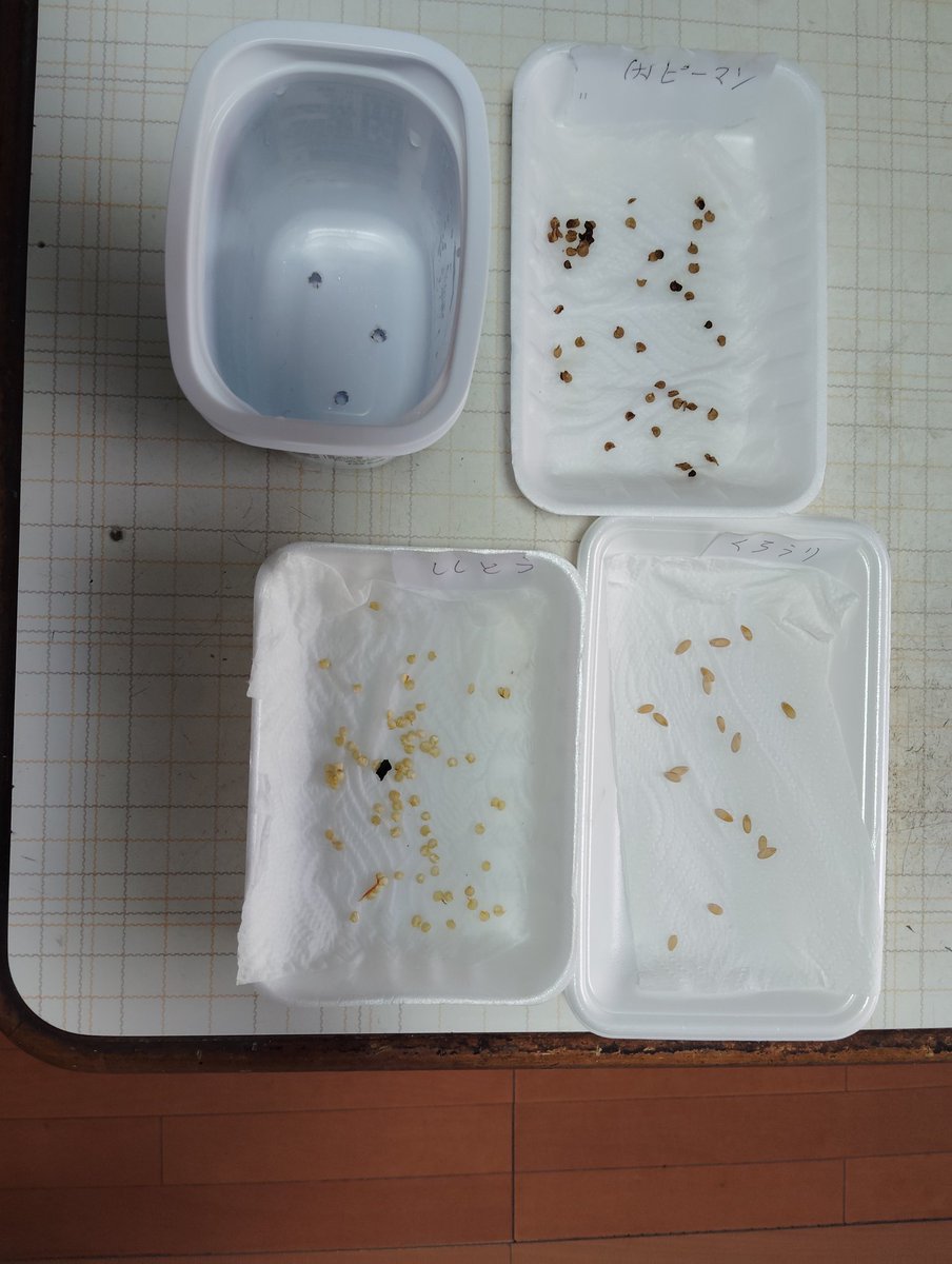 おはようございます😊
今日の朝の名古屋の天気晴れです😊
気温2℃寒い〜

種
シシトウ、巨大ピーマン、クロウリ
種まきします。
大相撲
熱海富士、泊乃富士
頑張れ〜☺️