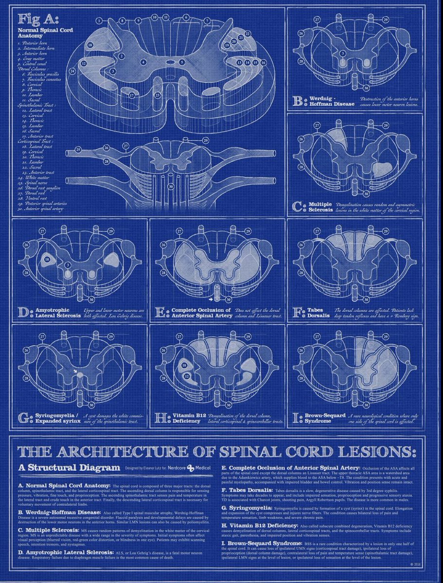 Oren Gottfried, MD tweet media