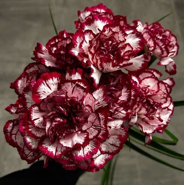 𐙚 ୨ 𝓒ombo pedido: personalizado ୨ 𖹭.ᐟ

ᯓ  𝓓e: 🃁 𐙚
ᯓ 𝓟ara: <a href="/xmarievp/">rogue ✮</a> 𐙚
ᯓ 𝓡ecado: mon coeur
É seu pro que quiser, je double la mise, pour toi! Je t'aime mon chère 𐙚