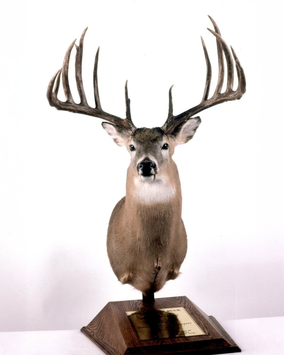 Realtree tweet media