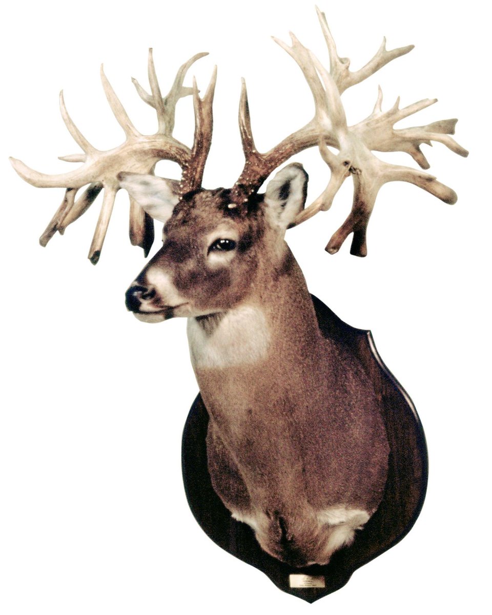 Realtree tweet media