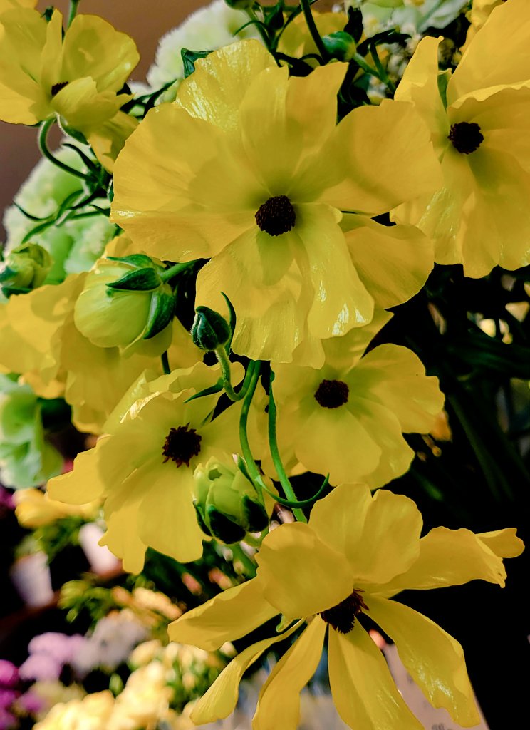 2026年3月9日
✽✽✽

#花写真【ﾗﾅﾝｷｭﾗｽ･ﾗｯｸｽ】
#花言葉…〈とても魅力的〉
#TLを花でいっぱいにしよう

✽✽✽