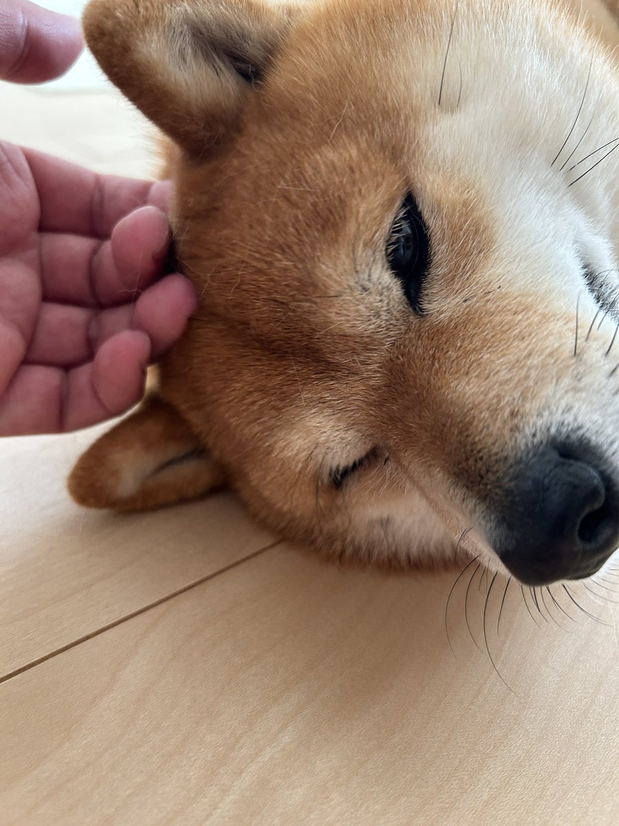 tawashi429's tweet photo. 気持ち良さげな犬🐕 https://t.co/rz3QHPgsUE