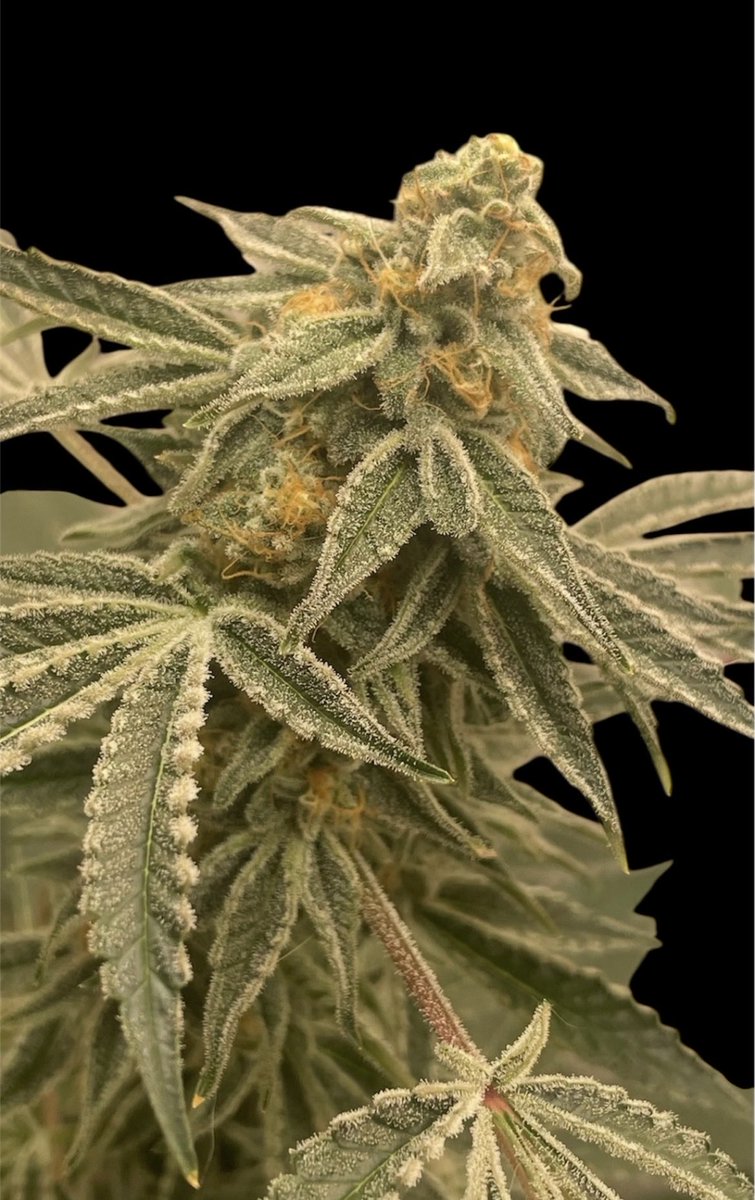 Lisa Marie tweet media