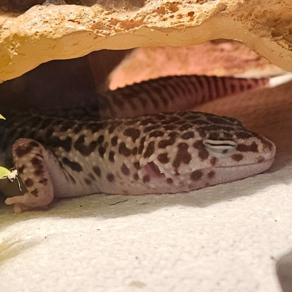 YuShibe🔭🐾 tweet media