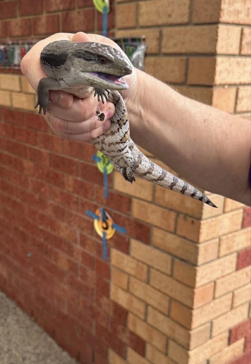 Good morning &amp; happy Monday 🥳☕️
We had a bbq at my bro-in-laws yesterday for my nephews birthday. Lots of food, loud family &amp; plenty of laughs!
There were 3 dogs there, &amp; they were all very interested in this guy who was hiding out. We moved him to a safer area of the garden 🦎