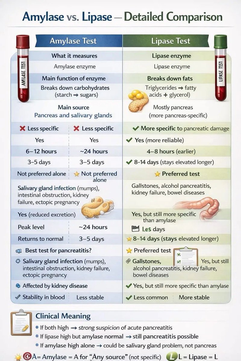 Amylase vs lipase test