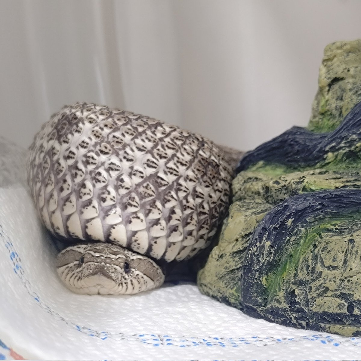 シータケ(*ﾟ↑ﾟ*) tweet media