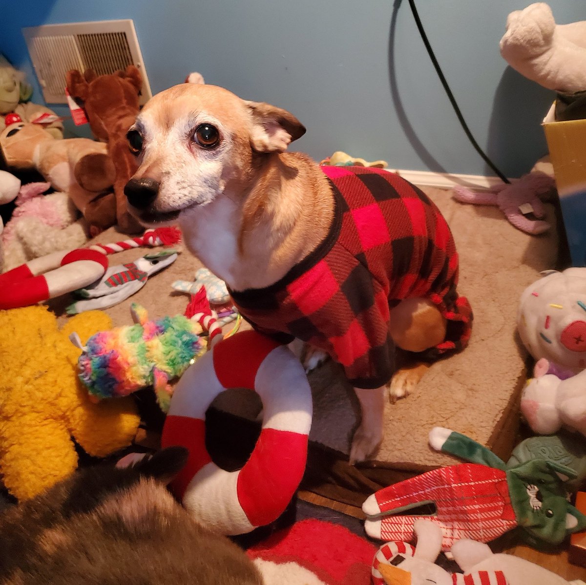 paco5775's tweet photo. Look at my TWIN ❤️❤️ Dogs do send us a sign. Nina knew I needed a home fast. I love her PJs... Goodnight everyone. Love, Bernie 🐾 ♥️ #dogsoftwitter #missyouReo #PuggieForever #NinaAngel #TikiMyHeart #ForeverLoved #Friends4Ever #AngelsAmongUs https://t.co/LNRJUvVIL4
