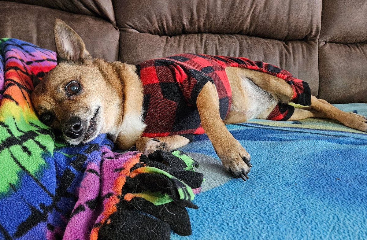 paco5775's tweet photo. Look at my TWIN ❤️❤️ Dogs do send us a sign. Nina knew I needed a home fast. I love her PJs... Goodnight everyone. Love, Bernie 🐾 ♥️ #dogsoftwitter #missyouReo #PuggieForever #NinaAngel #TikiMyHeart #ForeverLoved #Friends4Ever #AngelsAmongUs https://t.co/LNRJUvVIL4