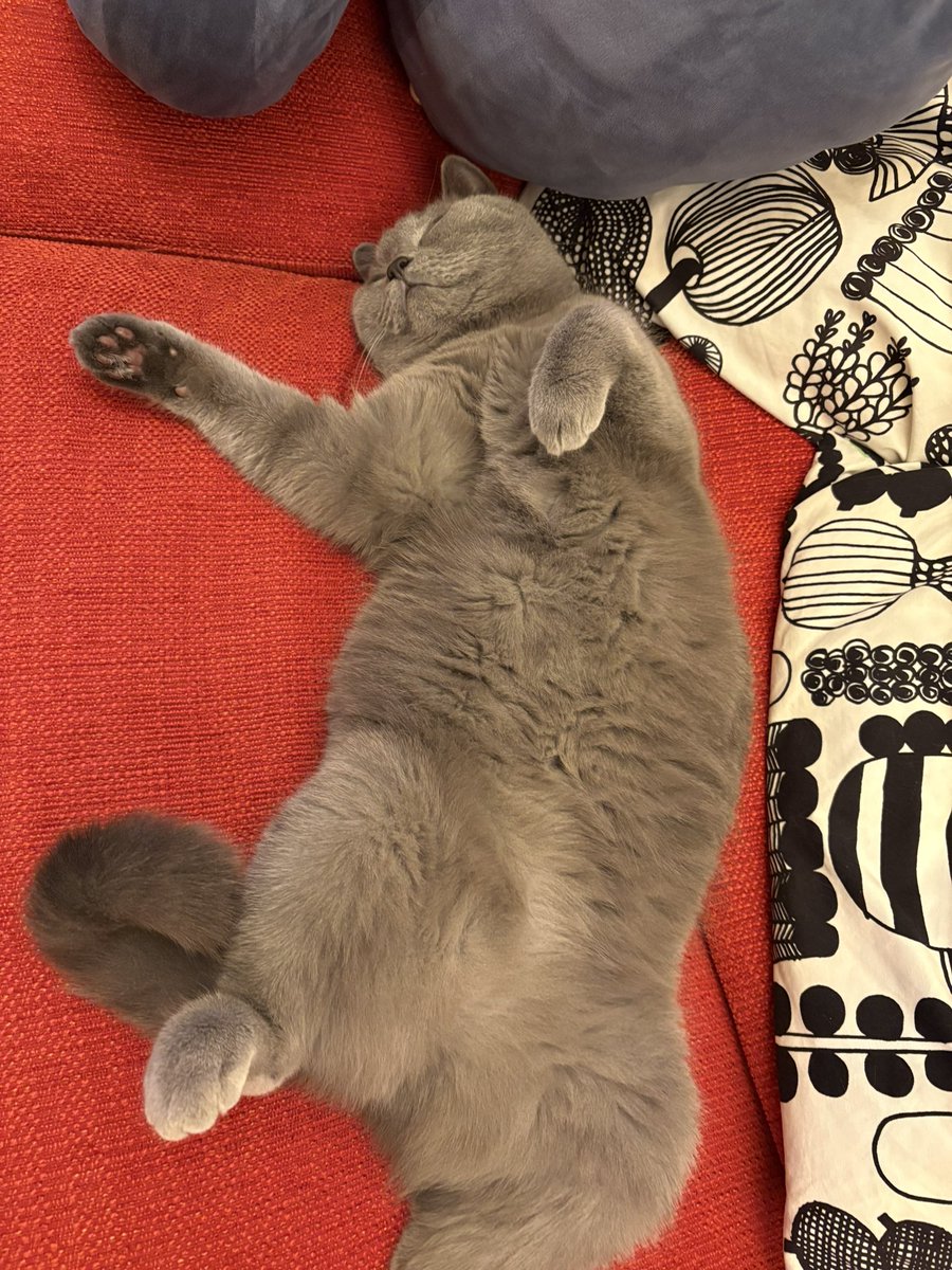 shinkosuke's tweet photo. おはよう！

今日も頑張れ〜にゃ。

了解！しっかり稼いできます。

#シャルトリュー
#猫 https://t.co/MFVhyhK1mh