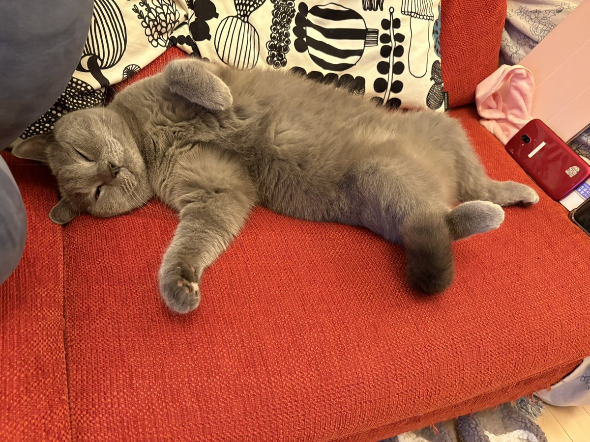 shinkosuke's tweet photo. おはよう！

今日も頑張れ〜にゃ。

了解！しっかり稼いできます。

#シャルトリュー
#猫 https://t.co/MFVhyhK1mh