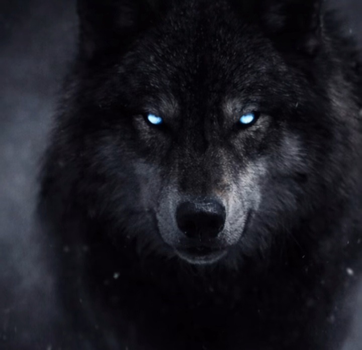 Errante_Lobo tweet media