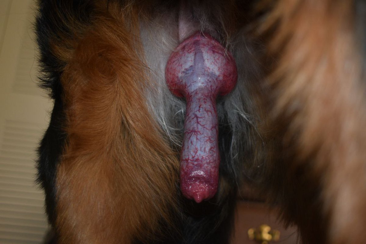 pinky158685's tweet photo. 𝒁𝒐𝒐 𝒈𝒐𝒕 𝒚𝒐𝒖 𝒄𝒐𝒗𝒆𝒓𝒆𝒅 🐾🐕 𝒊𝒇 𝒂 𝒛𝒐���𝒑𝒉𝒊𝒍𝒊𝒂 𝒇𝒂𝒏 

#𝒓𝒆𝒕𝒘𝒆𝒆𝒕 https://t.co/pDaN571Xn7