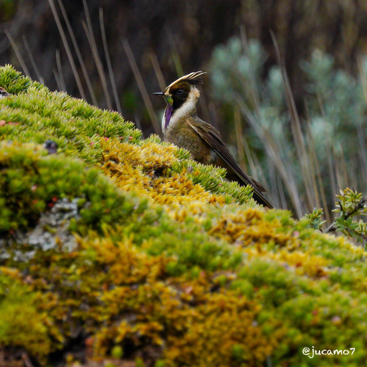 Juan C Montenegro A tweet media