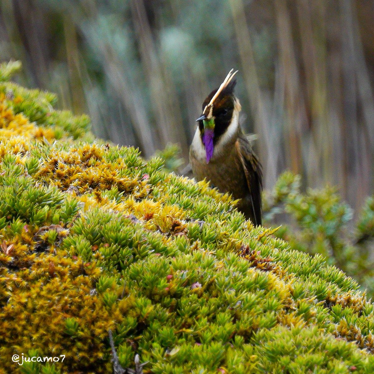 Juan C Montenegro A tweet media