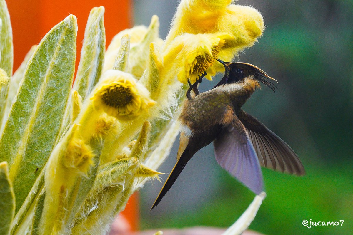 Juan C Montenegro A tweet media