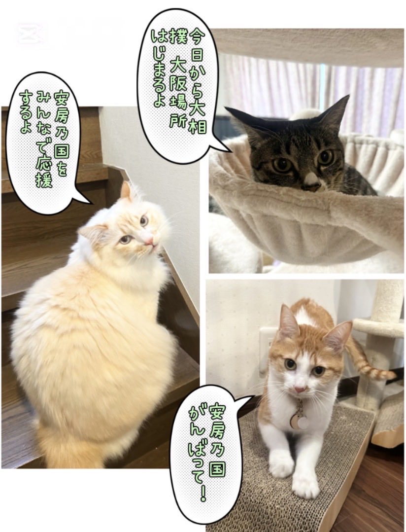 hanapina's tweet photo. 3/8の我が家の猫たち https://t.co/XggAVIHj5E