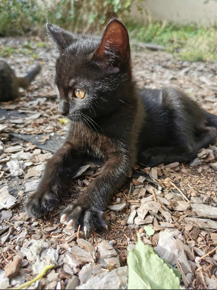 Posts Of Kittens🐾 tweet media