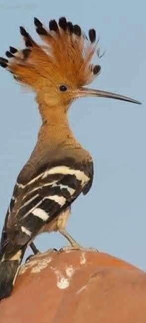 me1310md's tweet photo. @mocha32324535 صدق وآمن بأن الله هو الهوي اولاً ثم أن الهوي جامع لكل شئ في الوجود ثم أن الكلام الذي نُزل علي رسوله كان بعلم من أعلي من الجن والملائكة ثم أنزل للإنسان ويقصه الله علي الحيوان ولكن كيف ثم يقصه الله علي الجن كما الإنسان تماماً ثم قال قل لو كان في الأرض ملائكة يمشون مطمئنين... https://t.co/hh6z4bveHr
