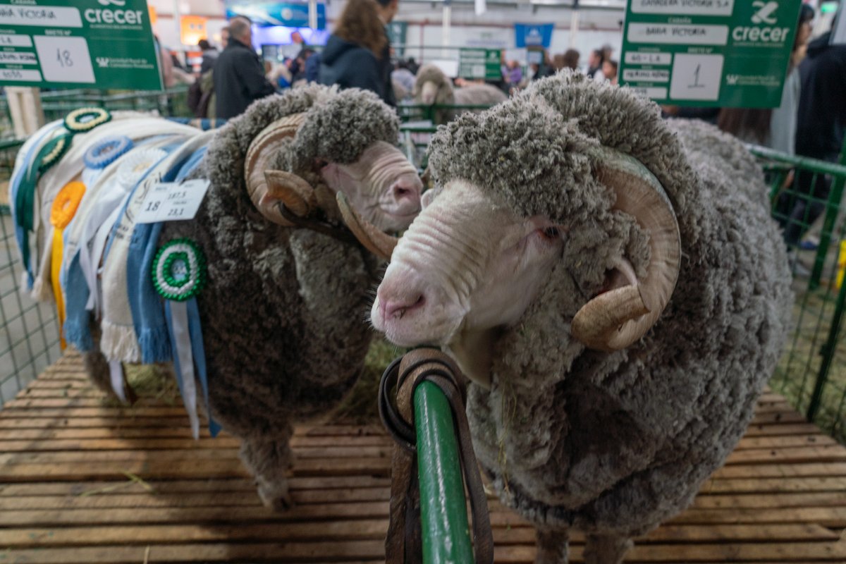 Othar Macharashvili 🤠 tweet media