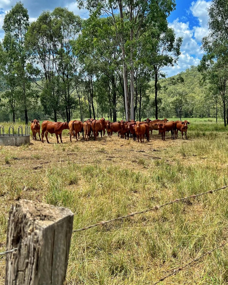 Southern Qld Landscapes tweet media