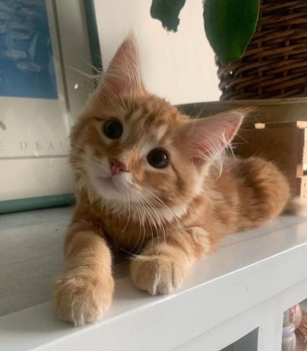 SolidKroket tweet media