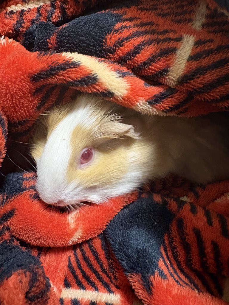 teddylab_moru's tweet photo. なに？
わたくしの顔に何かついているのかしら？
……そんなに見つめられると、照れてしまいますわ。
#貴族モル
#rubyeye
#guineapigbaby https://t.co/H3Jb6J3bHD