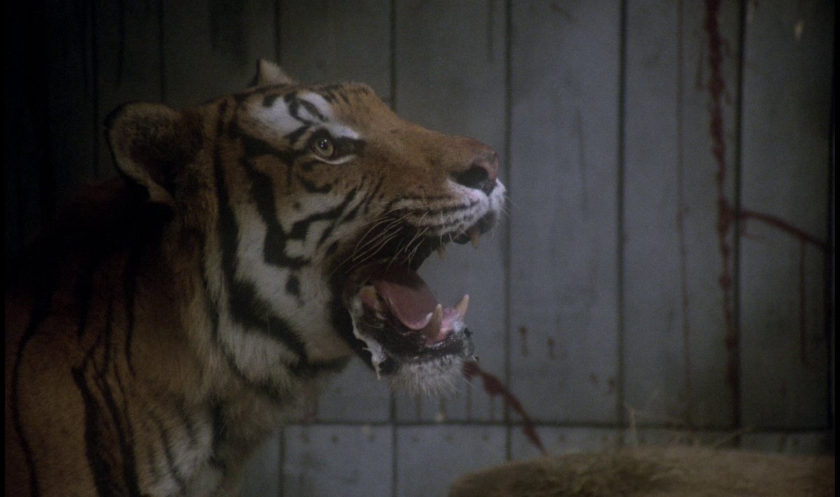 DVDBeaver tweet media