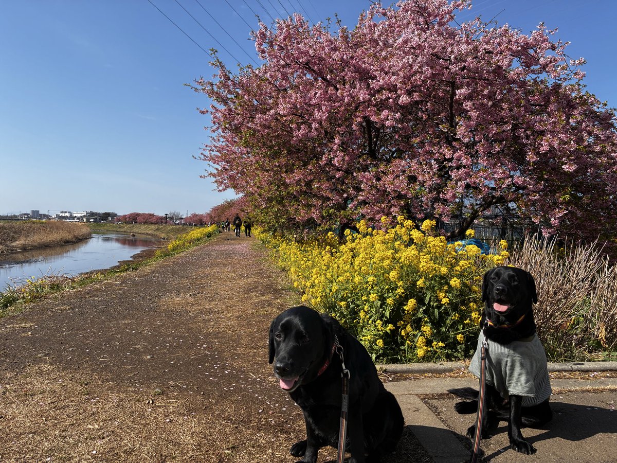 BAMBOOFOREST26's tweet photo. 桜🌸が満開です。
春が近いですね https://t.co/WCPmpCtrXA