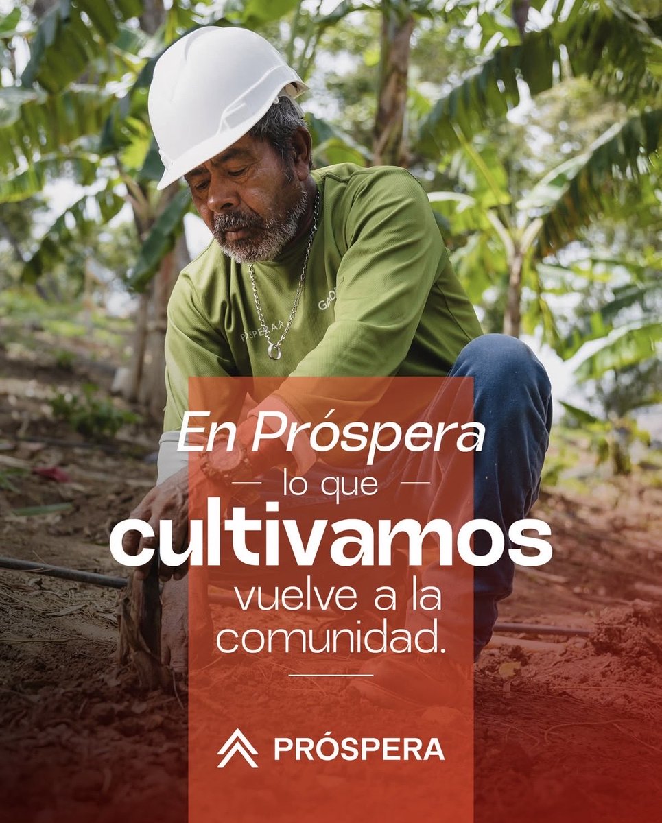 Aquí sembramos más que alimentos.

Cultivamos plátanos, bananos, yuca, papaya y chiles que llegan a restaurantes dentro de Próspera y a las comunidades cercanas, generando oportunidades y fortaleciendo la economía local.